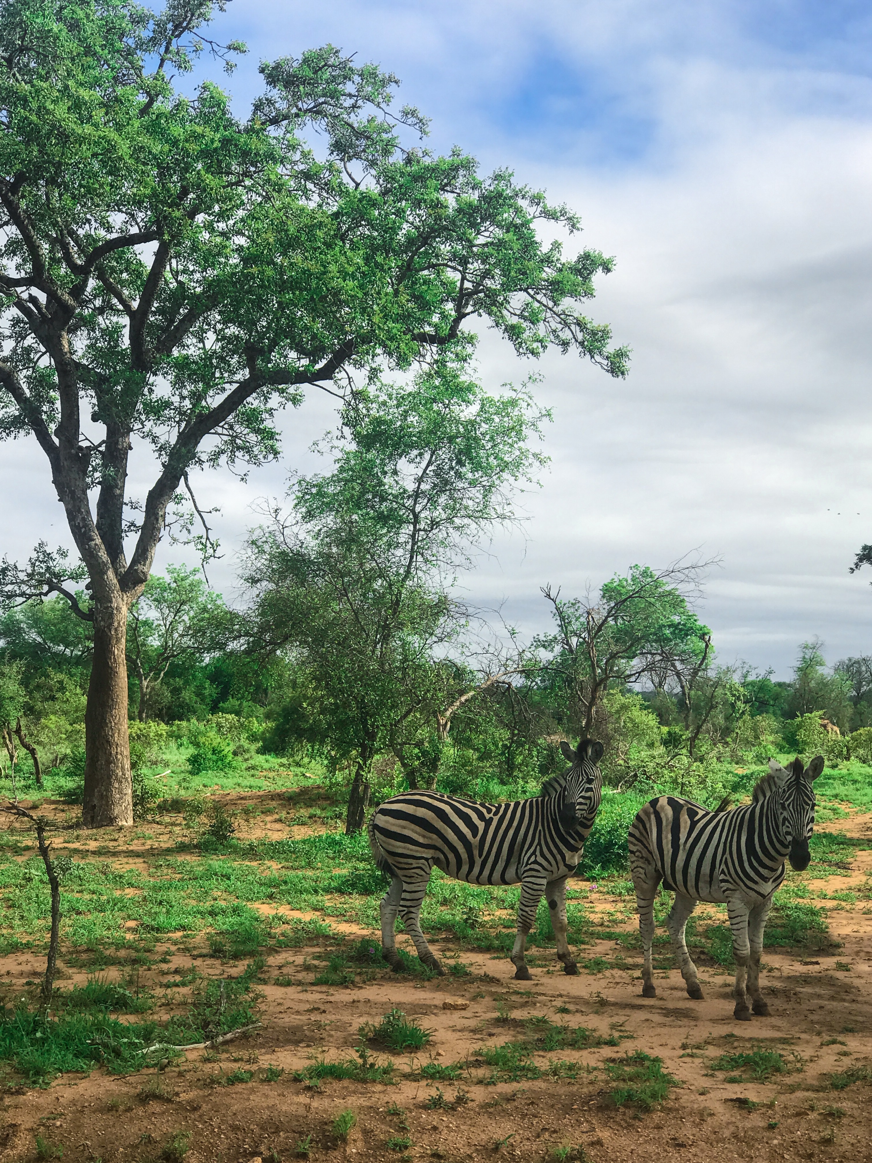 como fazer um safari na Africa do Sul