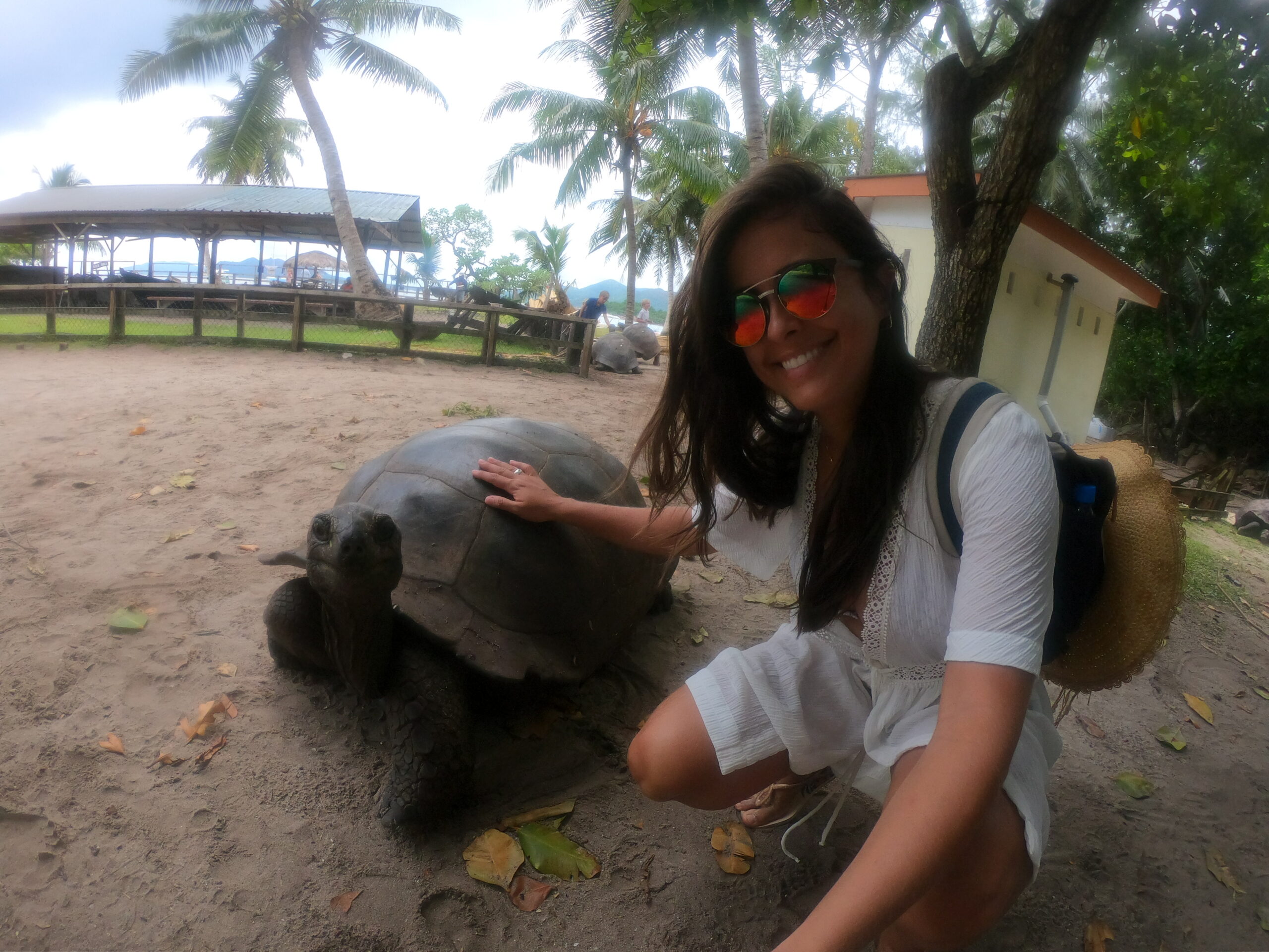 Tartarugas gigantes de Seychelles